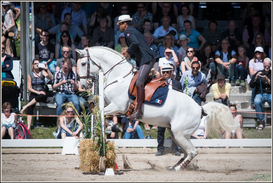 Pferd International 117